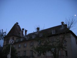 Vosges et Forêt Noire - Les cigognes de Munster